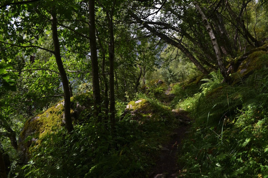 Woodland path